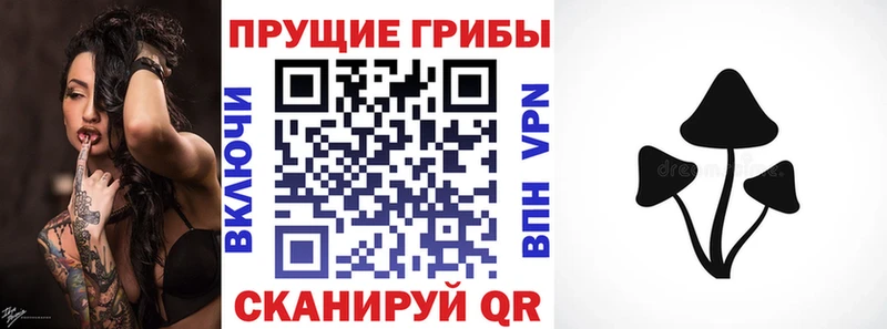Галлюциногенные грибы Psilocybe Карачаевск